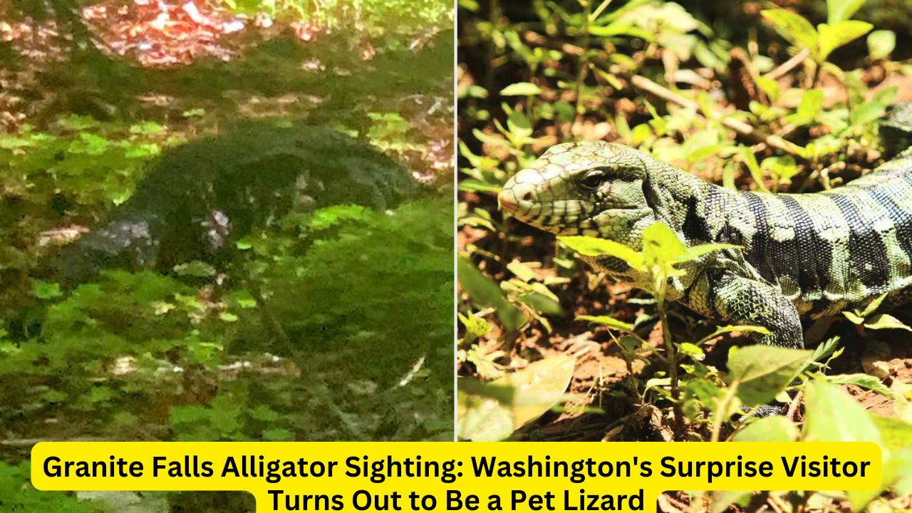 Granite Falls Alligator Sighting: Washington's Surprise Visitor Turns Out to Be a Pet Lizard